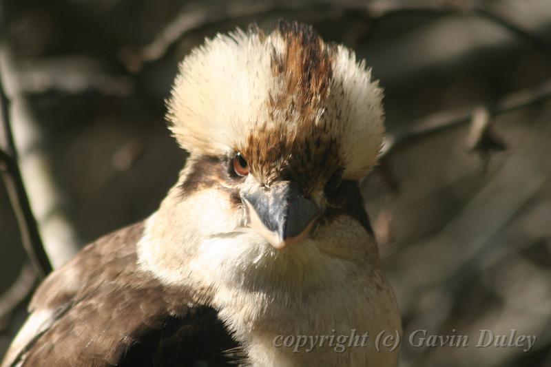 Kookaburra, Tindale Gardens IMG_6946.JPG